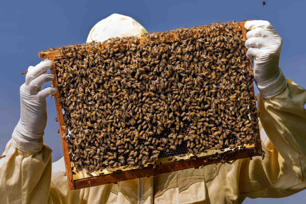 Alla scoperta delle api: l’esperienza di apicoltura a Cascina Bargè